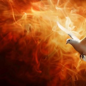 Holy Dove 🕊️